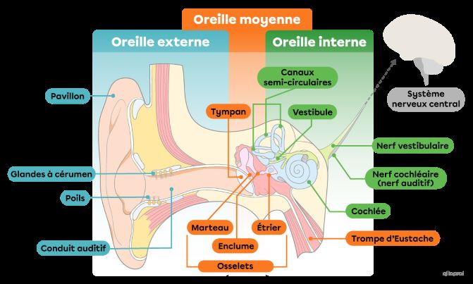 oreille, source https://commons.wikimedia.org/wiki/File:Oreille_structures_3.png