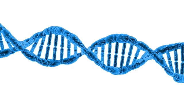 chromosome, source https://pixabay.com