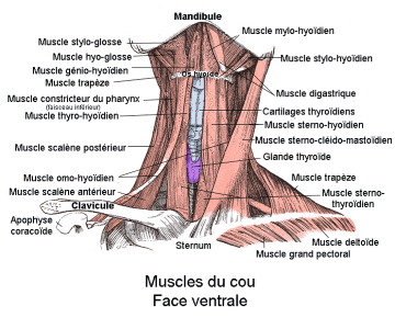 muscles du cou face ventrale, source https://fr.wikipedia.org/wiki/Muscles_ant%C3%A9rieurs_du_cou