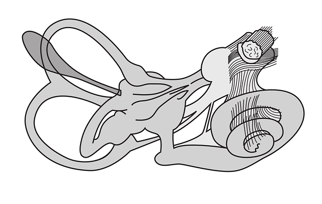 oreille interne, vestibule et cochlée, source https://pixabay.com/fr/vectors/organe-de-l%C3%A9quilibre-oreille-interne-148145/