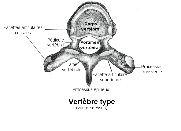 vertebre anatomie, source https://fr.wikipedia.org/wiki/Vert%C3%A8bre#/media/Fichier:Vert%C3%A8bre_type.png